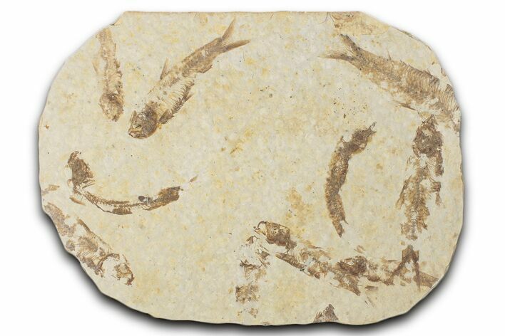 Fossil Fish (Knightia) Mortality Plate - Wyoming #339061